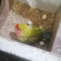 طوطی برزیلی|پرنده|رشت, کوی مهر|دیوار