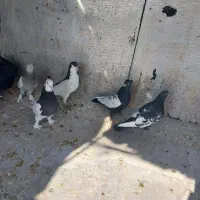 بهبهانی و شهری|پرنده|شیراز, رکن‌آباد|دیوار