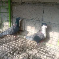 ریش سیاه کاکل