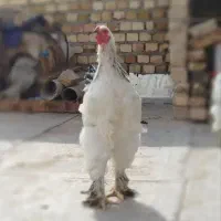 برهما خروس و مرغ
