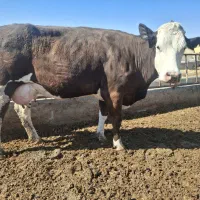 گاو شیری و گوساله سیمنتال