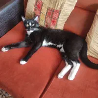 واگذاری فوری