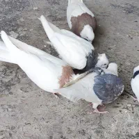 کبوتر طوقی و نامه بر