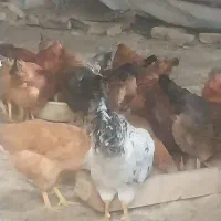 مرغ وخروس درجه یک به شرط|حیوانات مزرعه|دشتابی, |دیوار