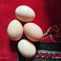 تخم‌مرغ محلی