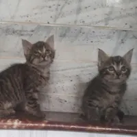 ۲عدد بچه گربه