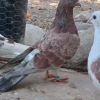 کفتر|پرنده|دلند, |دیوار