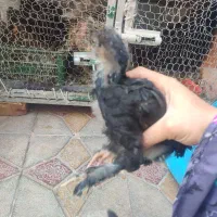 جوجه مرند قرسی یک ماهه|حیوانات مزرعه|مرند, |دیوار