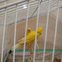 قناری سوپرمولد|پرنده|بوشهر, |دیوار