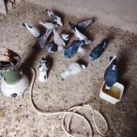 کفتر معاوضه با لاری