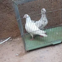 کفتر