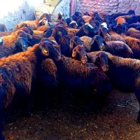 گوسفند.میش  ابستن|حیوانات مزرعه|تیکمه داش, |دیوار