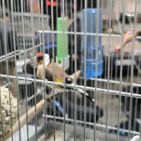 سهره نر انتیک|پرنده|قدس, شهر‌قدس|دیوار