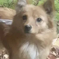 سگ پامر خانگی|سگ|رباطکریم, الارد|دیوار