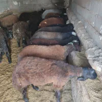 بره نر