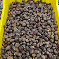 فروش ریزه درجه یک خاصویی