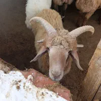 بره گوشتی و پرواری|حیوانات مزرعه|بجنورد, |دیوار