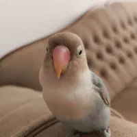سه کوتوله برزیلی مارال و..