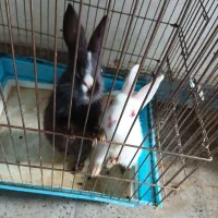 دوتاخرگوش دوماهه،سلامت|موش و خرگوش|هشتگرد, شهرک وحدت|دیوار