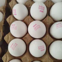 تخم مرغ|خوردنی و آشامیدنی|کرمانشاه, |دیوار