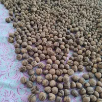 گردو پوست کاغذی تویسرکان