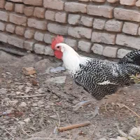 خروس براکل سیلور|حیوانات مزرعه|مشهد, محمدآباد|دیوار