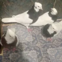 هفت عددکبوترطوقی بفروش میرسند