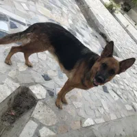 ژرمن ورک|سگ|شیراز, گویم|دیوار