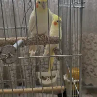 عروس هلندی|پرنده|خرمدره, |دیوار