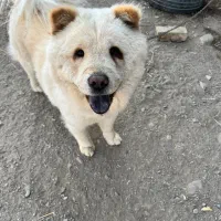 سگ چاو چاو 3ساله نر ۱۰میلیون قیمت