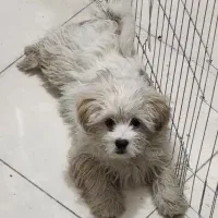 سگ شیتزو ماده