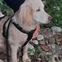 سگ گلدن ، قیمت توافقی|سگ|رشت, دیانتی|دیوار