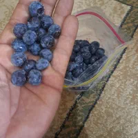 میوه بلوبری فریز شده