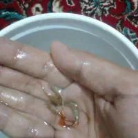 ماهی گوپی|ماهی|سیرجان, |دیوار