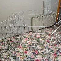 پارک،مخصوص،سگ،کارکرده،