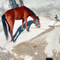 اسب|اسب و تجهیزات اسب‌سواری|میناب, |دیوار