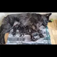 ماده دوسال و نیمه|سگ|ری, علایین|دیوار