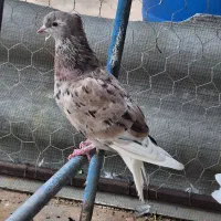 کبوتر