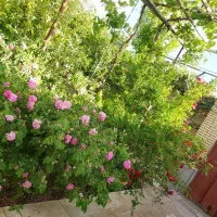 خانه به متراژ ۴۳۰متر واقع در گاریزات ،بزگ اباد|فروش خانه و ویلا|گاریزات, |دیوار