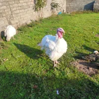 بوقلمون بیوتی|حیوانات مزرعه|کیاشهر, |دیوار