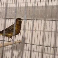 قناری جفت شده