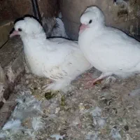 یک جفت جوجه سفید