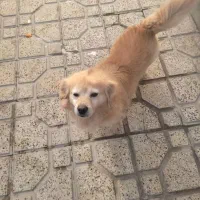 سگ پامرانین