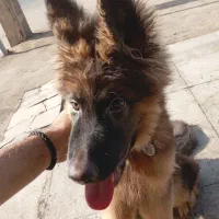 سگ ژرمن شپرد موبلند شولاین|سگ|کاشان, قطب راوندی|دیوار