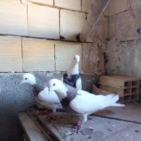 کبوتر طوقی|پرنده|لالجین, |دیوار