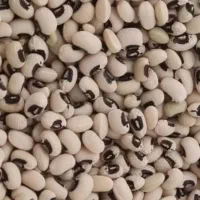 لوبیا چشم بلبلی