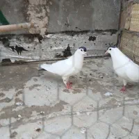 یاهو خوشرنگ آنی مهری قرع گویروغ|پرنده|سراب, |دیوار