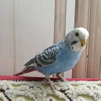 مرغ عشق جوان تازه بالغ