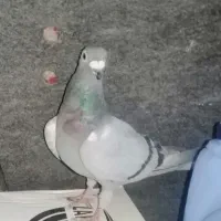 کفتر المانی فروش فوری