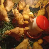 اردک گوشتی و تخمگذار نژاد پکنی